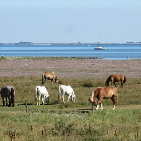 Haus Achterhus 215 - 11 